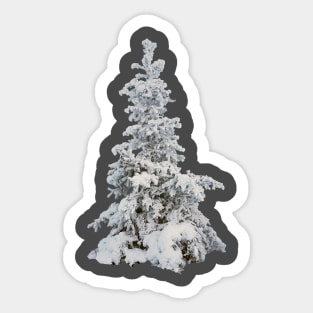 Frosty snow covered tree - winter spruce Sticker